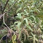 Buddleja salviifolia Blatt