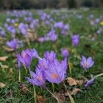 Crocus nudiflorusFlower