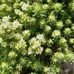 Galium megalospermum Flower