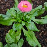 Bellis perennis Hábito