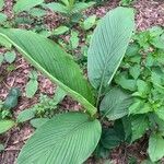 Curcuma aromatica Leaf