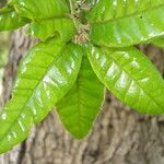 Quercus tomentella Blatt