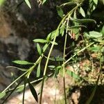 Erigeron karvinskianus Leaf