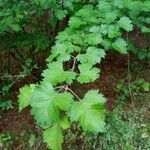 Crataegus marshallii Leaf