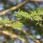 Vachellia xanthophloea Blatt