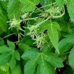 Humulus scandens 葉