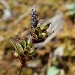 Carex pilulifera Ffrwyth