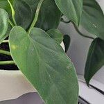 Philodendron hederaceum Fuelha