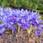 Iris histrioides Flower