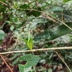 Coffea mannii Plod