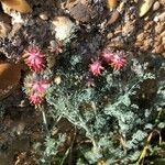Platycapnos spicata Λουλούδι