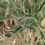 Centaurea melitensis Hábito