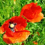 Papaver rhoeas Flower