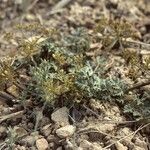 Cymopterus purpureus موطن