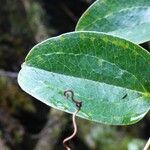 Smilax anceps Lapas