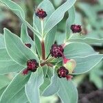 Euphorbia portulacoides Kvet