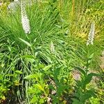 Veronica longifolia 花