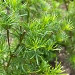 Tagetes filifolia Blatt