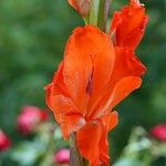 Gladiolus communis 花