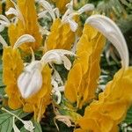 Pachystachys lutea Flor