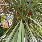 Cordyline australis Folha