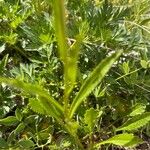 Leucanthemum heterophyllum 葉