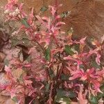 Alternanthera ficoidea برگ