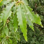 Quercus muehlenbergii Лист