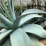 Agave guiengola Hábito