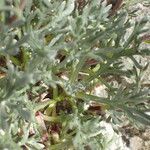 Artemisia umbelliformis Blad