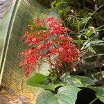 Clerodendrum paniculatum Λουλούδι