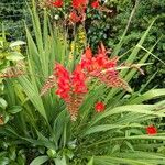 Crocosmia × crocosmiifloraFlower