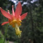 Aquilegia shockleyi Λουλούδι