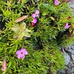 Silene acaulisFlower