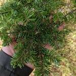 Abies balsamea برگ