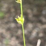 Carex divulsa Λουλούδι
