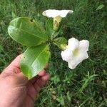 Bourreria costaricensis 葉