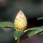 Rhododendron irroratum Övriga