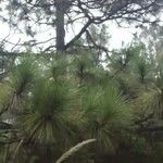 Pinus devoniana Hoja