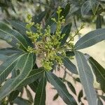 Lithraea molleoides Hoja
