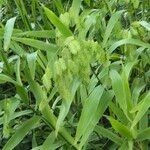 Chasmanthium latifoliumFruit