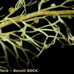 Utricularia minor 樹皮