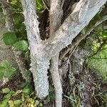Zanthoxylum clava-herculis Corteza