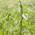 Amaranthus retroflexusFoglia