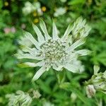 Astrantia majorVirág