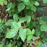 Rubus camptostachys Folha