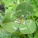 Trifolium fucatum Deilen