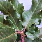 Quercus faginea Meyve