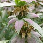 Monarda punctata Blomst