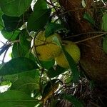 Passiflora ligularis Fruit